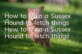How to train a Sussex Hound to fetch things How to train a Sussex Hound to fetch things