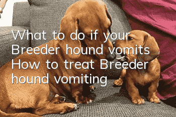 What to do if your Breeder hound vomits? How to treat Breeder hound vomiting?