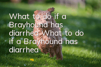 What to do if a Brayhound has diarrhea? What to do if a Brayhound has diarrhea?