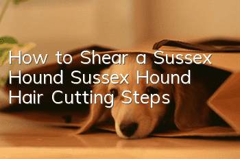 How to Shear a Sussex Hound Sussex Hound Hair Cutting Steps