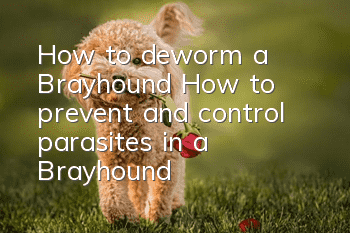 How to deworm a Brayhound? How to prevent and control parasites in a Brayhound?