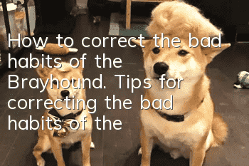 How to correct the bad habits of the Brayhound. Tips for correcting the bad habits of the Brayhound.