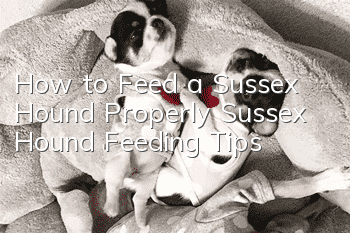 How to Feed a Sussex Hound Properly Sussex Hound Feeding Tips