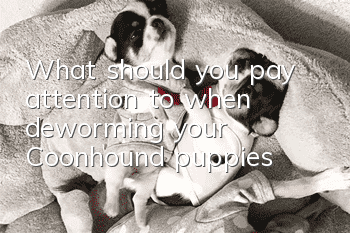 What should you pay attention to when deworming your Coonhound puppies?