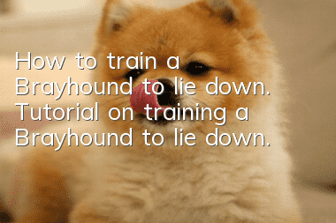 How to train a Brayhound to lie down. Tutorial on training a Brayhound to lie down.
