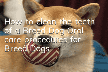 How to clean the teeth of a Breed Dog? Oral care procedures for Breed Dogs