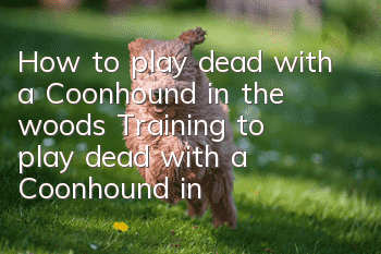 How to play dead with a Coonhound in the woods? Training to play dead with a Coonhound in the Grove