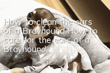 How to clean the ears of a Brayhound How to care for the ears of a Brayhound