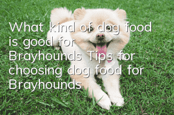 What kind of dog food is good for Brayhounds? Tips for choosing dog food for Brayhounds