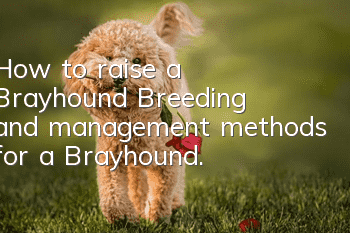 How to raise a Brayhound? Breeding and management methods for a Brayhound.