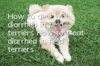 How to deal with diarrhea in field terriers How to treat diarrhea in field terriers