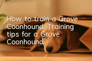 How to train a Grove Coonhound. Training tips for a Grove Coonhound.