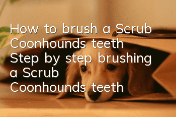 How to brush a Scrub Coonhound's teeth Step by step brushing a Scrub Coonhound's teeth