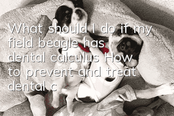 What should I do if my field beagle has dental calculus? How to prevent and treat dental calculus in field beagles