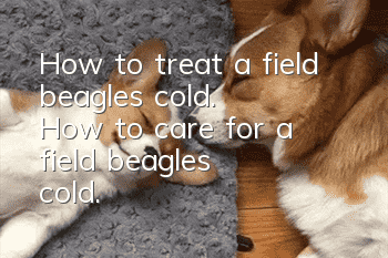 How to treat a field beagle's cold. How to care for a field beagle's cold.