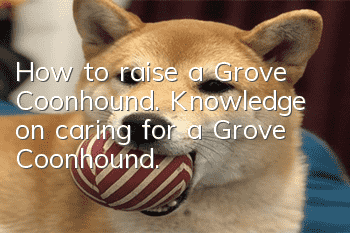 How to raise a Grove Coonhound. Knowledge on caring for a Grove Coonhound.