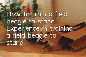 How to train a field beagle to stand. Experience in training a field beagle to stand.