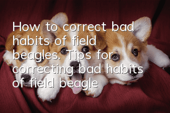 How to correct bad habits of field beagles. Tips for correcting bad habits of field beagles.