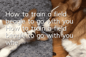 How to train a field beagle to go with you? How to train a field beagle to go with you when you go out?