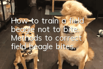 How to train a field beagle not to bite. Methods to correct field beagle bites.