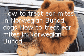 How to treat ear mites in Norwegian Buhad dogs? How to treat ear mites in Norwegian Buhad dogs?