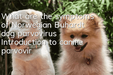 What are the symptoms of Norwegian Buhardt dog parvovirus? Introduction to canine parvovirus symptoms