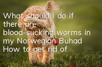 What should I do if there are blood-sucking worms in my Norwegian Buhad? How to get rid of blood-sucking worms?