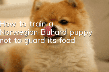 How to train a Norwegian Buhard puppy not to guard its food