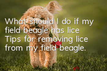 What should I do if my field beagle has lice? Tips for removing lice from my field beagle.