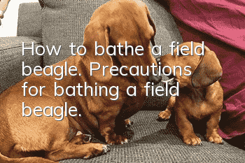 How to bathe a field beagle. Precautions for bathing a field beagle.