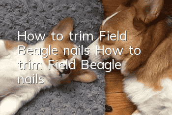 How to trim Field Beagle nails How to trim Field Beagle nails