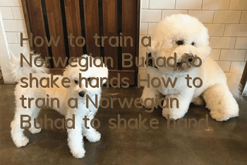 How to train a Norwegian Buhad to shake hands How to train a Norwegian Buhad to shake hands