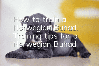 How to train a Norwegian Buhad. Training tips for a Norwegian Buhad.