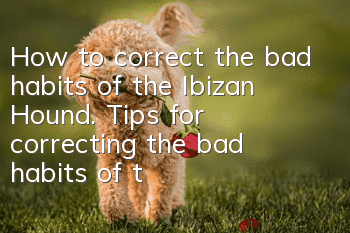 How to correct the bad habits of the Ibizan Hound. Tips for correcting the bad habits of the Ibizan Hound.