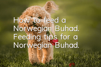 How to feed a Norwegian Buhad. Feeding tips for a Norwegian Buhad.