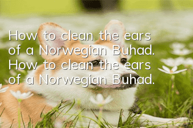 How to clean the ears of a Norwegian Buhad. How to clean the ears of a Norwegian Buhad.
