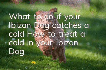 What to do if your Ibizan Dog catches a cold How to treat a cold in your Ibizan Dog