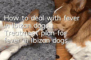How to deal with fever in Ibizan dogs. Treatment plan for fever in Ibizan dogs.