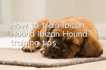 How to train Ibizan Hound Ibizan Hound training tips