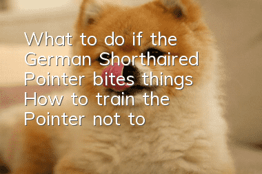 What to do if the German Shorthaired Pointer bites things? How to train the Pointer not to bite things randomly?