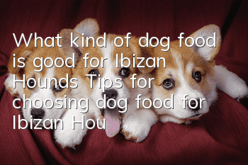 What kind of dog food is good for Ibizan Hounds? Tips for choosing dog food for Ibizan Hounds