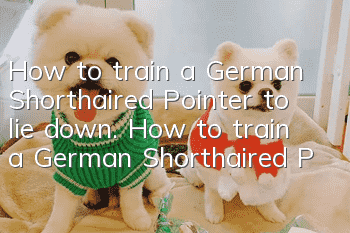 How to train a German Shorthaired Pointer to lie down. How to train a German Shorthaired Pointer to lie down.