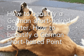 How to beautify a German short-haired Pointer. How to beautify a German short-haired Pointer.