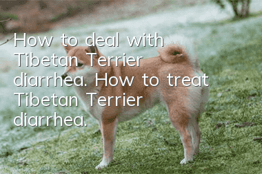 How to deal with Tibetan Terrier diarrhea. How to treat Tibetan Terrier diarrhea.