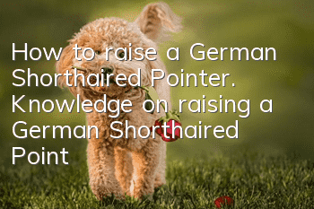 How to raise a German Shorthaired Pointer. Knowledge on raising a German Shorthaired Pointer.