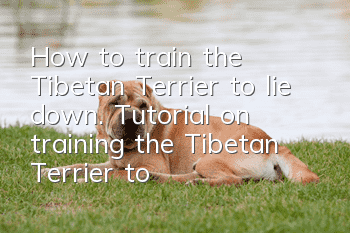How to train the Tibetan Terrier to lie down. Tutorial on training the Tibetan Terrier to lie down.