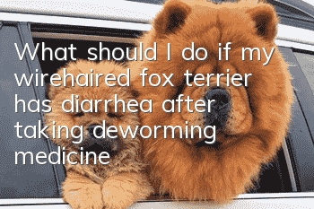 What should I do if my wirehaired fox terrier has diarrhea after taking deworming medicine?