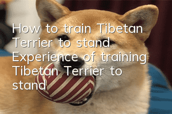 How to train Tibetan Terrier to stand? Experience of training Tibetan Terrier to stand