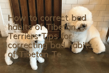 How to correct bad habits of Tibetan Terriers Tips for correcting bad habits of Tibetan Terriers