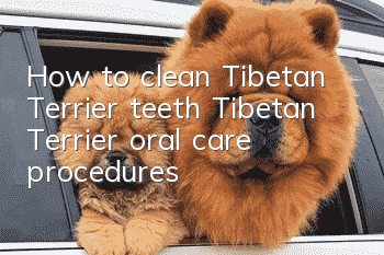 How to clean Tibetan Terrier teeth Tibetan Terrier oral care procedures